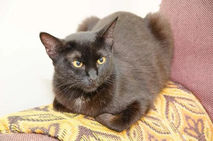 Gato raça SRD idade 7 a 11 meses nome Brad
