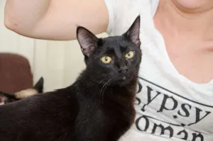 Gato raça SRD idade 7 a 11 meses nome Léo