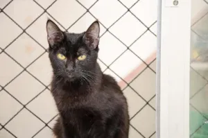 Gato raça SRD idade 7 a 11 meses nome Penny