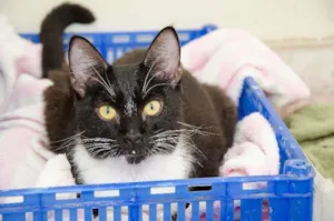 Gato raça SRD idade 7 a 11 meses nome Sheldon