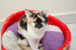 Gato raça SRD idade 2 a 6 meses nome Atta
