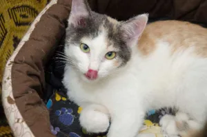 Gato raça SRD idade 2 a 6 meses nome Rosie