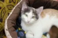 Rosie