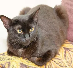 Gato raça SRD idade 7 a 11 meses nome Brad