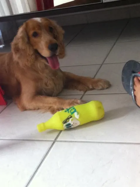 Cachorro ra a Cocker spaniel idade 5 anos nome Tobby