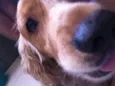 Tobby