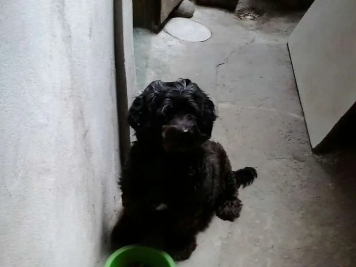 Cachorro ra a vira lata idade 6 ou mais anos nome sindy