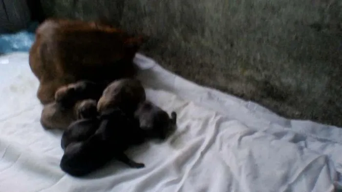 Cachorro ra a vira lata idade Abaixo de 2 meses nome sem nome