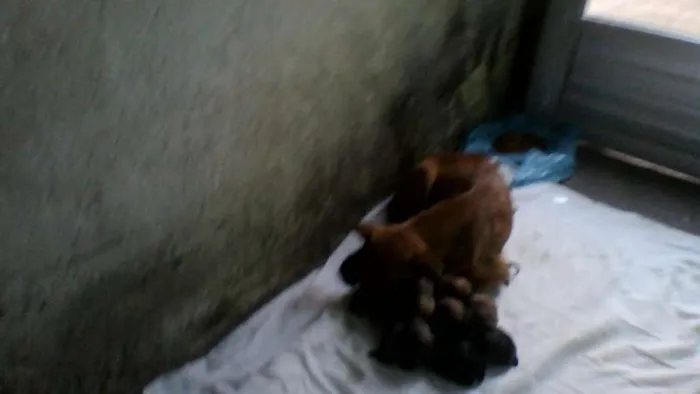 Cachorro ra a vira lata idade Abaixo de 2 meses nome sem nome