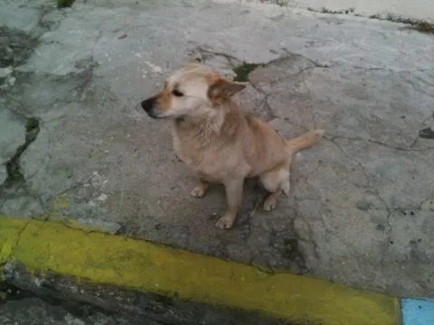 Cachorro ra a RSD idade 4 anos nome Meninão
