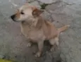 Meninão