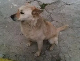 Cachorro ra a RSD idade 4 anos nome Meninão