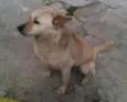 Meninão