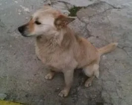 Cachorro ra a RSD idade 4 anos nome Meninão