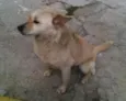 Meninão