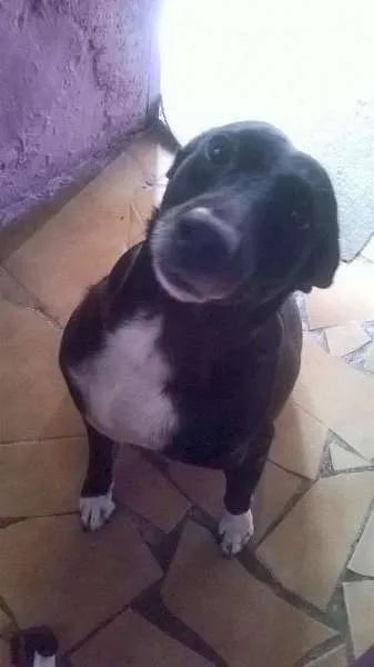 Cachorro ra a SRD idade 1 ano nome Pitoco