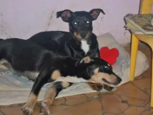 Cachorro raça SRD idade 1 ano nome MEL E POLY