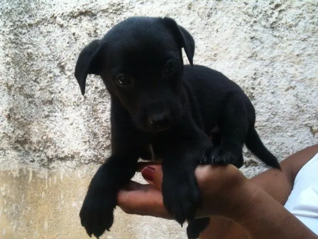 Cachorro ra a SRD idade Abaixo de 2 meses nome Tiago