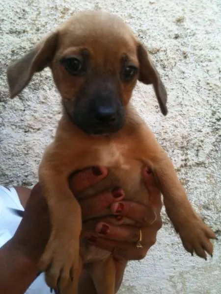 Cachorro ra a SRD idade Abaixo de 2 meses nome Dourado
