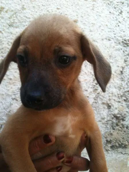 Cachorro ra a SRD idade Abaixo de 2 meses nome Dourado