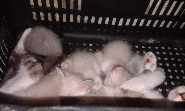 Gato ra a srd idade Abaixo de 2 meses nome nao temos 