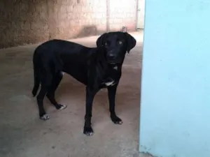 Cachorro raça SRD idade 1 ano nome Vitório