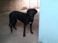 Vitório