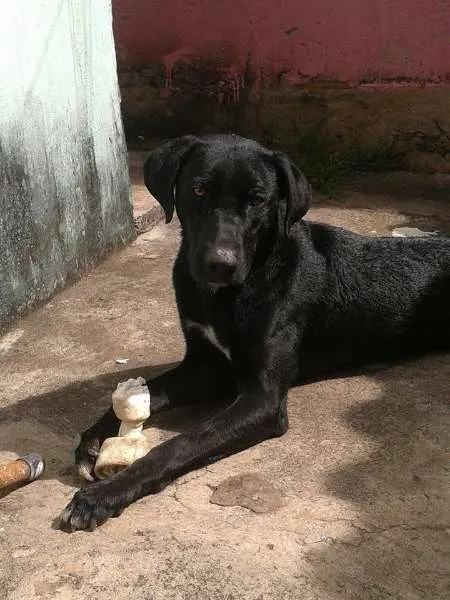 Cachorro ra a SRD idade 1 ano nome Vitório