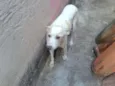 Branquinha
