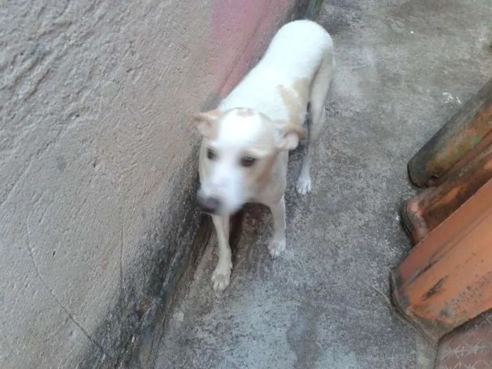 Cachorro ra a SRD idade 1 ano nome Branquinha