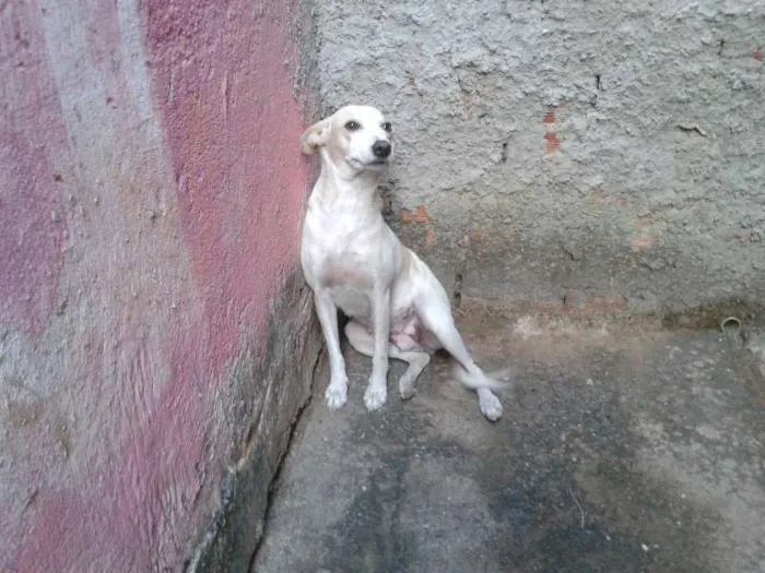 Cachorro ra a SRD idade 1 ano nome Branquinha