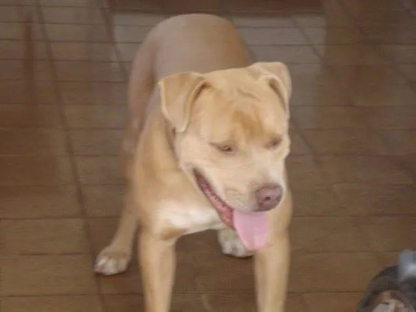 Cachorro ra a Pit-Bull idade 6 ou mais anos nome GANDHI