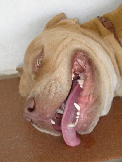 Cachorro ra a Pit-Bull idade 6 ou mais anos nome GANDHI