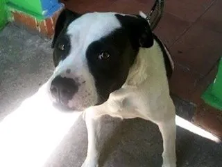 Cachorro ra a Pit-Bull idade 2 anos nome NINA