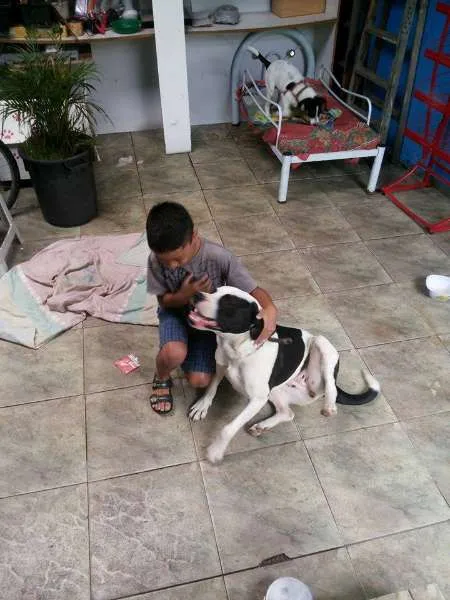 Cachorro ra a Pit-Bull idade 2 anos nome NINA