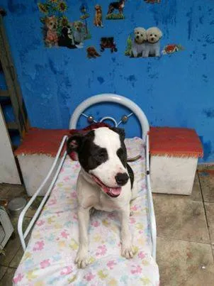 Cachorro ra a Pit-Bull idade 2 anos nome NINA