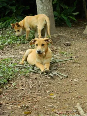 Cachorro raça SRD idade 2 a 6 meses nome Tobby
