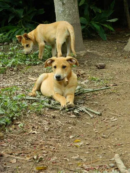 Cachorro raça SRD idade 2 a 6 meses nome Tobby