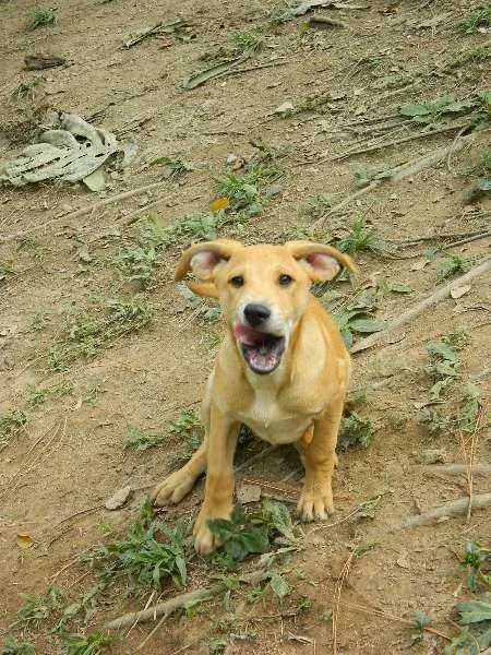 Cachorro raça SRD idade 2 a 6 meses nome Tobby