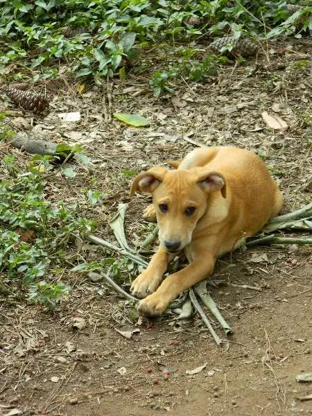 Cachorro raça SRD idade 2 a 6 meses nome Tobby