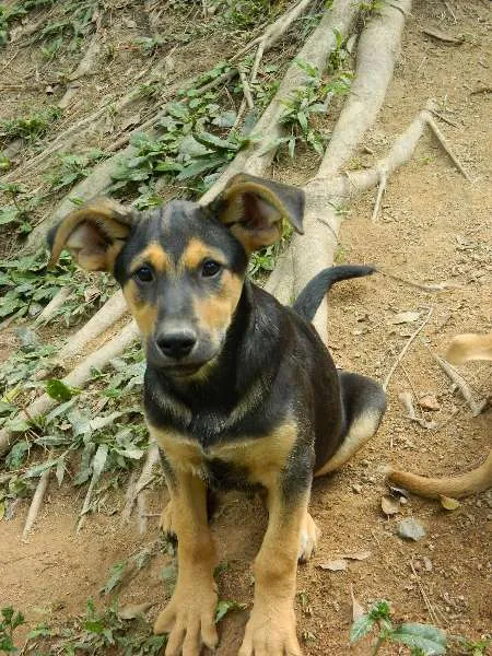 Cachorro raça SRD idade 2 a 6 meses nome Giggio