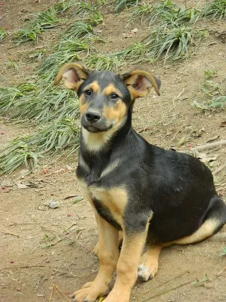 Cachorro raça SRD idade 2 a 6 meses nome Giggio
