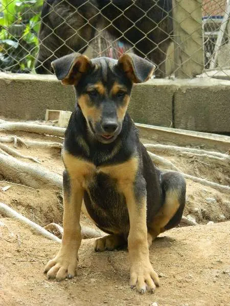 Cachorro raça SRD idade 2 a 6 meses nome Giggio