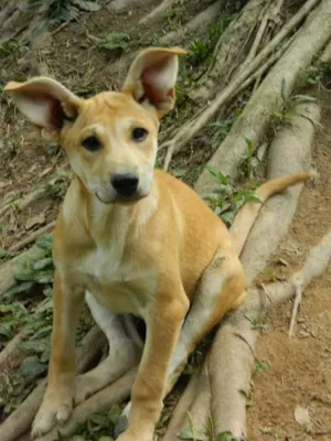 Cachorro raça SRD idade 2 a 6 meses nome Melitta