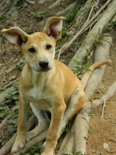 Cachorro raça SRD idade 2 a 6 meses nome Melitta