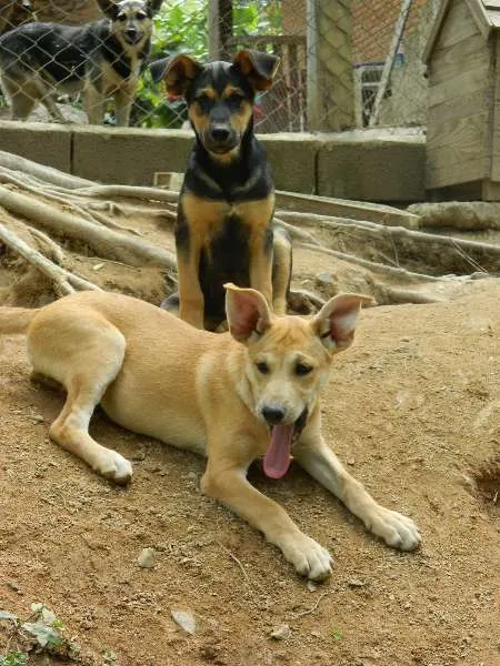Cachorro raça SRD idade 2 a 6 meses nome Melitta