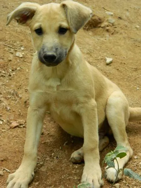 Cachorro raça SRD idade 2 a 6 meses nome Tobias