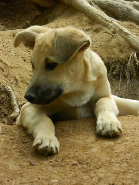 Cachorro raça SRD idade 2 a 6 meses nome Tobias