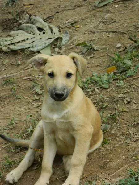 Cachorro raça SRD idade 2 a 6 meses nome Tobias