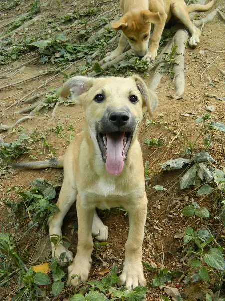 Cachorro raça SRD idade 2 a 6 meses nome Tobias